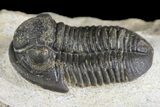Detailed Gerastos Trilobite Fossil - Morocco #164710-1